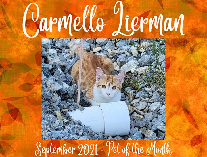 September Pet of the Month