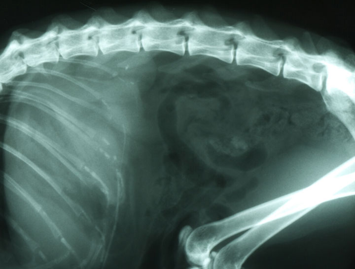 Pet Digital Radiology