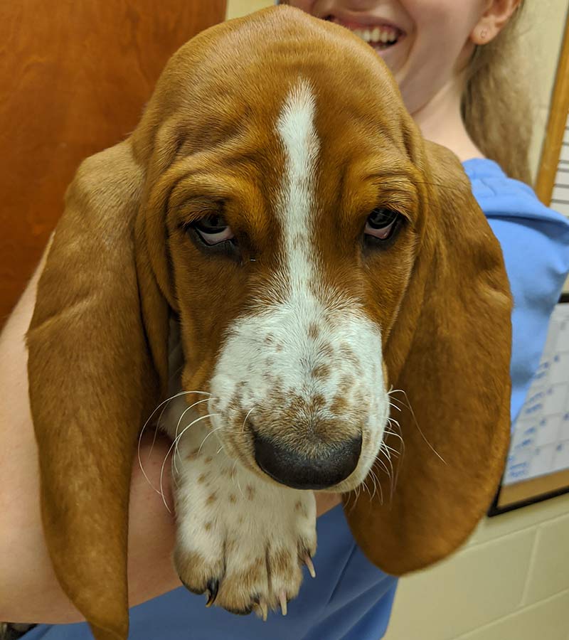 Pet Health Care